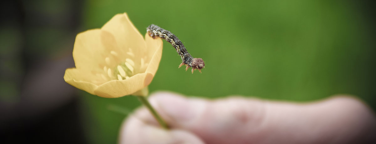 Foto von Raupe in Kinderhand